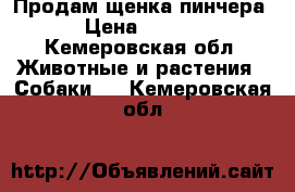 Продам щенка пинчера  › Цена ­ 8 000 - Кемеровская обл. Животные и растения » Собаки   . Кемеровская обл.